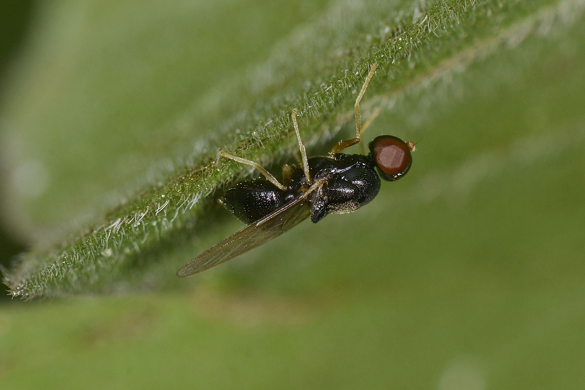 Pachygaster  leachii (Stratiomidae)